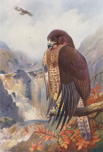 av Archibald Thorburn
