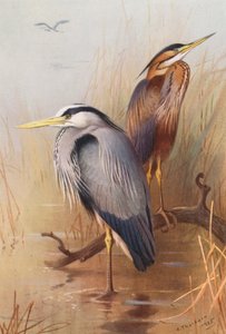  av Archibald Thorburn