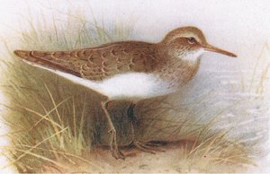 Vanlig sandpiper, fra Birds of the British Isles and Their Eggs utgitt av Frederick Warne & Co Ltd, 1958