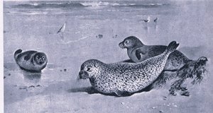 Common Seal, Nature in Britain utgitt av Collins av Archibald Thorburn
