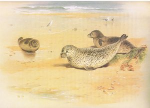 Common Seal, fra Thorburns Mammals utgitt av Longmans and Co, ca. 1920 av Archibald Thorburn