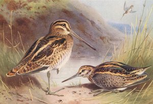  av Archibald Thorburn