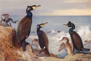 Skarv (voksen og umoden), Toppskarv (voksen og umoden) (fargelitografi) av Archibald Thorburn