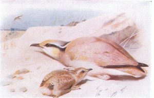 Cream Colored Courser, fra Birds of the British Isles and Their Eggs utgitt av Frederick Warne & Co Ltd, 1958