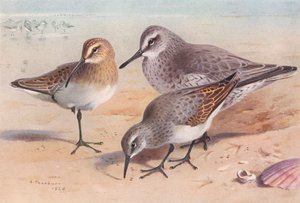 Storspove (umoden, høst), Knute (vinter), Myrsnipe (vinter) (fargelitografi) av Archibald Thorburn