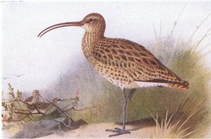 Curlew, fra Birds of the British Isles and Their Eggs utgitt av Frederick Warne & Co Ltd, 1958 av Archibald Thorburn