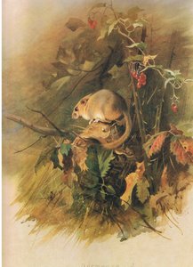 Dormus, fra Thorburns Mammals utgitt av Longmans og Co, ca. 1920 av Archibald Thorburn