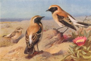 Østlig steinskvett (hun), svartstrupe-steinskvett, ørkensteinskvett (fargelitografi) av Archibald Thorburn