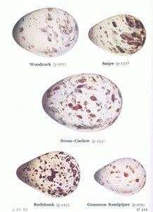 Egg: Woodcock; Snipe, Stone Curlew, Redshank, Sandpiper, from Birds of the British Isles and Their Eggs utgitt av Frederick Warne & Co Ltd, 1958 av Archibald Thorburn