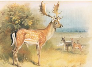 Fallow Deer , fra Thorburns Mammals utgitt av Longmans and Co, ca. 1920 av Archibald Thorburn