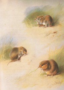 Field Vole, Bank Vole and Orkney Vole, fra Thorburns Mammals utgitt av Longmans and Co, ca. 1920 av Archibald Thorburn