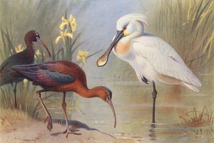  av Archibald Thorburn