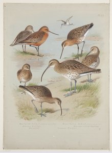 Godwits and curlews, ca. 1915 (akvarell og kroppsfarge over blyant om bord) av Archibald Thorburn