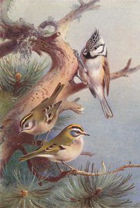 Gulltoppe, Ildtoppe, Toppmeis (fargelitografi) av Archibald Thorburn