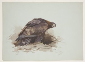 Kongeørn, ca. 1915 (akvarell og kroppsfarge over blyant på papir) av Archibald Thorburn