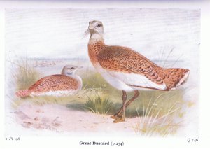 Great Bustard, fra Birds of the British Isles and Their Eggs utgitt av Frederick Warne & Co Ltd, 1958