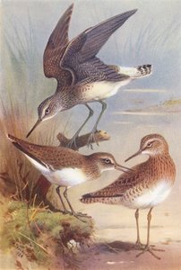 Grønnsnipe, Vanlig snipe, Skogsnipe (fargelitografi) av Archibald Thorburn