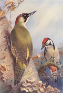  av Archibald Thorburn