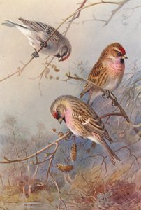  av Archibald Thorburn