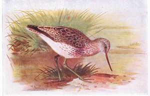 Greenshank, fra Birds of the British Isles and Their Eggs utgitt av Frederick Warne & Co Ltd, 1958 av Archibald Thorburn