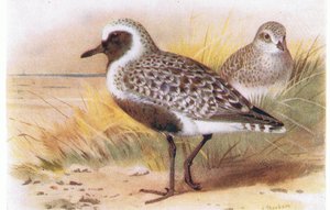 Grey Plover, fra Birds of the British Isles and Their Eggs utgitt av Frederick Warne & Co Ltd, 1958