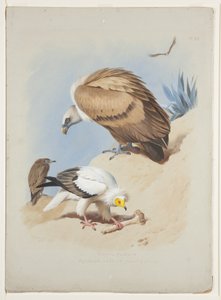 Griffin gribb og egyptisk gribb, ca. 1915 (akvarell og kroppsfarge over blyant på papir) av Archibald Thorburn