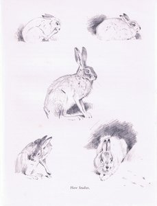 Harestudier, 1938 av Archibald Thorburn