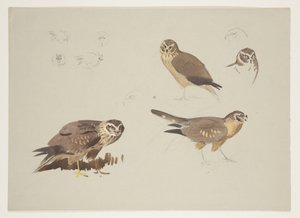 Harrier og ruff, ca. 1915 (akvarell og kroppsfarge over blyant på papir) av Archibald Thorburn