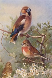  av Archibald Thorburn