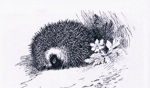 Hedgehog, Nature in Britain utgitt av Collins, 1946 av Archibald Thorburn