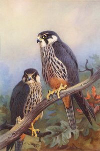  av Archibald Thorburn