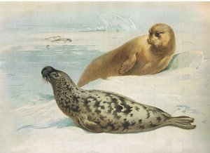 Hooded Seal and Bearded Seal, fra Thorburns Mammals utgitt av Longmans and Co, ca. 1920 av Archibald Thorburn