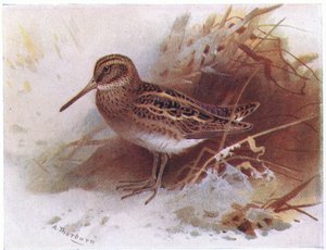 Jack Snipe, fra Birds of the British Isles and Their Eggs utgitt av Frederick Warne & Co Ltd, 1958