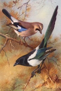  av Archibald Thorburn