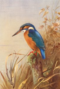  av Archibald Thorburn