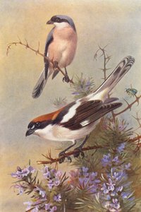  av Archibald Thorburn