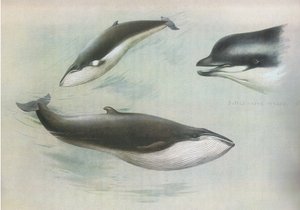 Lesser Rorqual og Rudolphs Rorqual, fra Thorburns Mammals utgitt av Longmans and Co, ca. 1920 av Archibald Thorburn