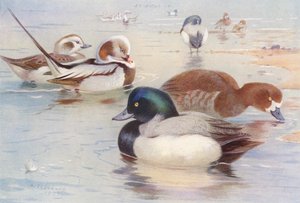  av Archibald Thorburn