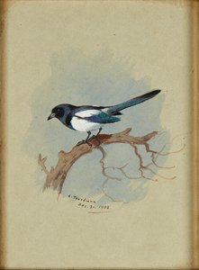 Magpie on a Branch (blekk og akvarell) av Archibald Thorburn