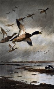 Stokkand på flukt av Archibald Thorburn