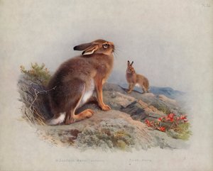 Fjellhare (høst), irsk hare