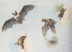 Natterers Bat and Daubentons Bat, fra Thorburns Mammals utgitt av Longmans and Co, ca. 1920 av Archibald Thorburn