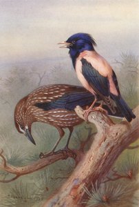 Nøtteknekker, rosenfarget stær (fargelitografi) av Archibald Thorburn
