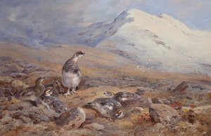 On the Ptarmigan Ground (akvarell) av Archibald Thorburn