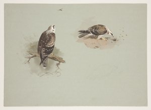 Blek honningbuzzard, ca. 1915 (akvarell og kroppsfarge over blyant på papir) av Archibald Thorburn