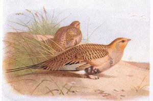 Pallass Sand Grouse, fra Birds of the British Isles and Their Eggs utgitt av Frederick Warne & Co Ltd, 1958