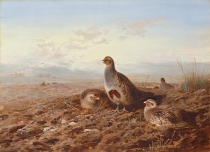 Rapphøns blant stubb av Archibald Thorburn