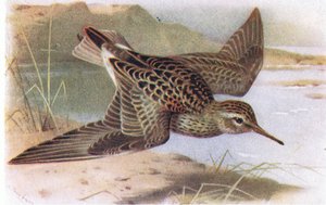 Pectoral Sandpiper, fra Birds of the British Isles and Their Eggs utgitt av Frederick Warne & Co Ltd, 1958