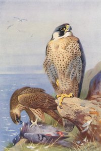  av Archibald Thorburn