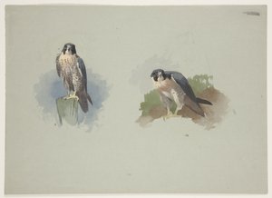 Vandrefalkhann, ca. 1915 (akvarell og kroppsfarge over blyant på papir) av Archibald Thorburn